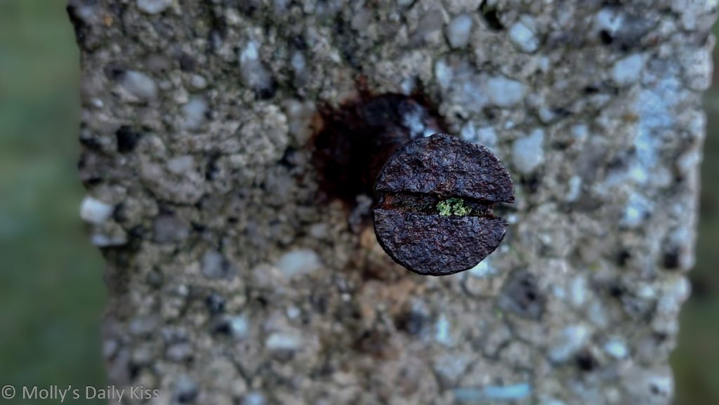 tiny heroic moss growing in the head of a rusty nail