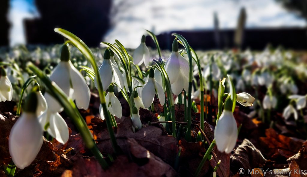 First snowdrops in the sun