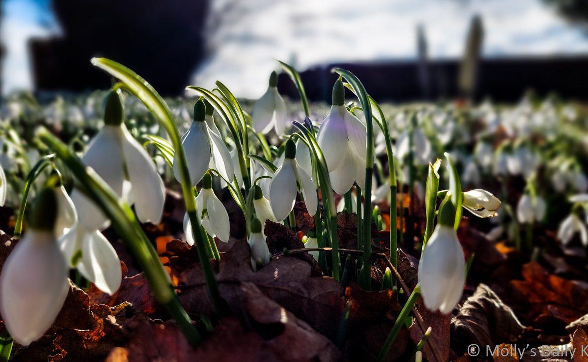 First snowdrops in the sun