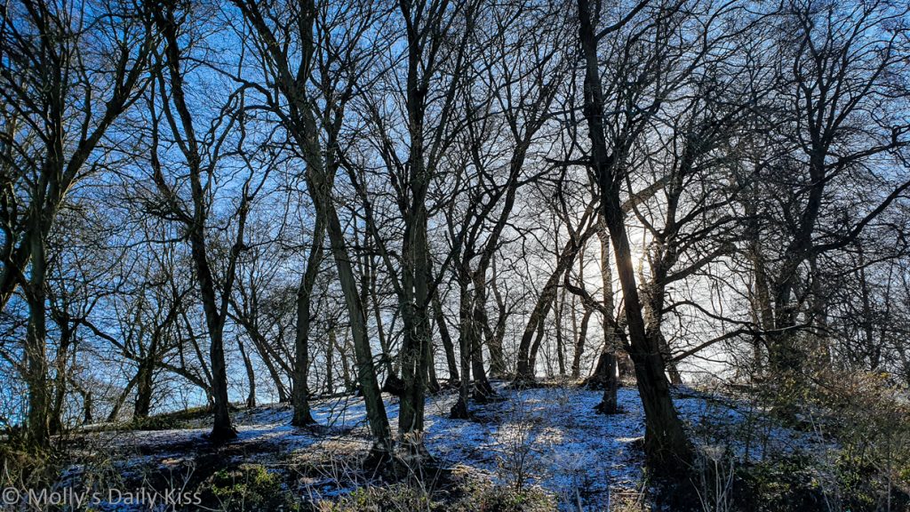 Snow dusted in woodlands on the hill with sun shining through is radiance