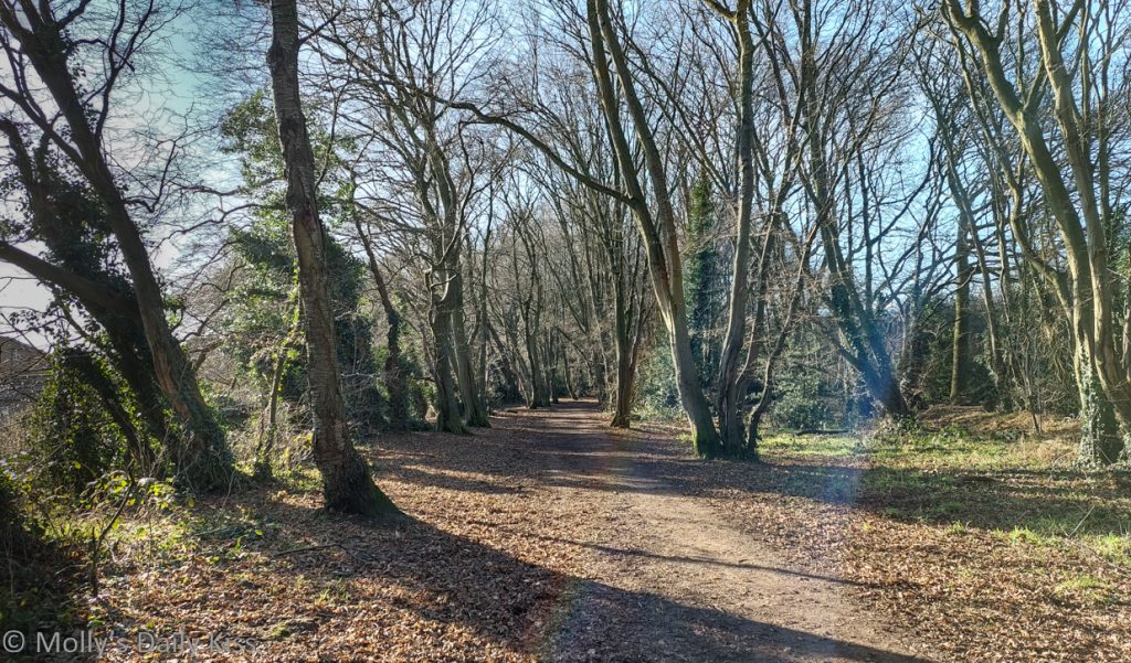 walking through woodland path with rainbow sunburst