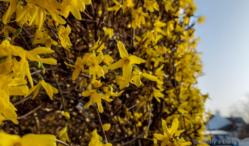 Yellow Forsythia flowers is pure joy.