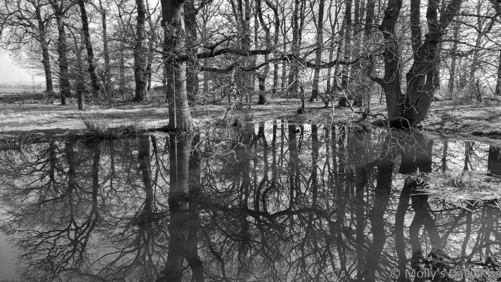 enduring force of trees reflected in winter pond in black and white