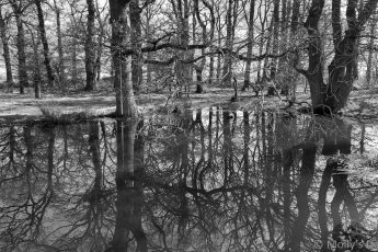 enduring force of trees reflected in winter pond in black and white