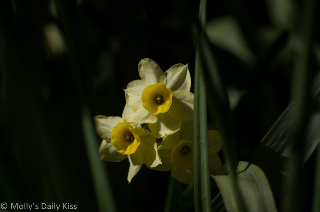 Mini daffodils whistling in the march sunshine
