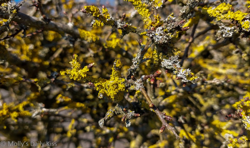 Yellow Lichen on bush with spring buds starting to show