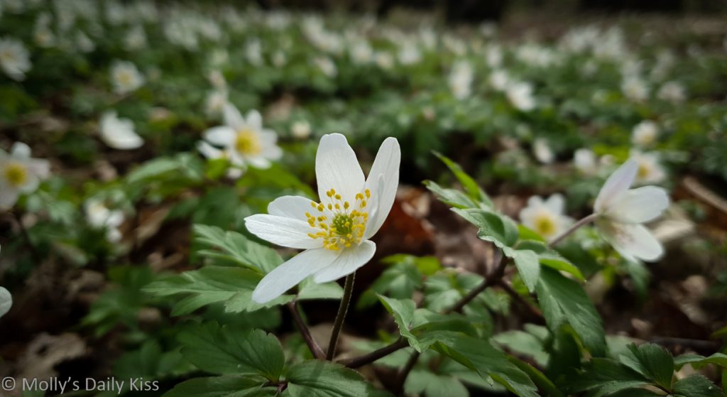 woodland anemone