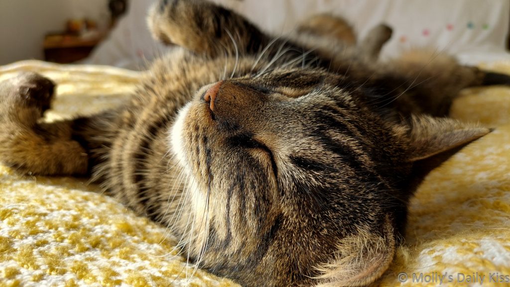 Cat laying on it's back sleeping is photogenic