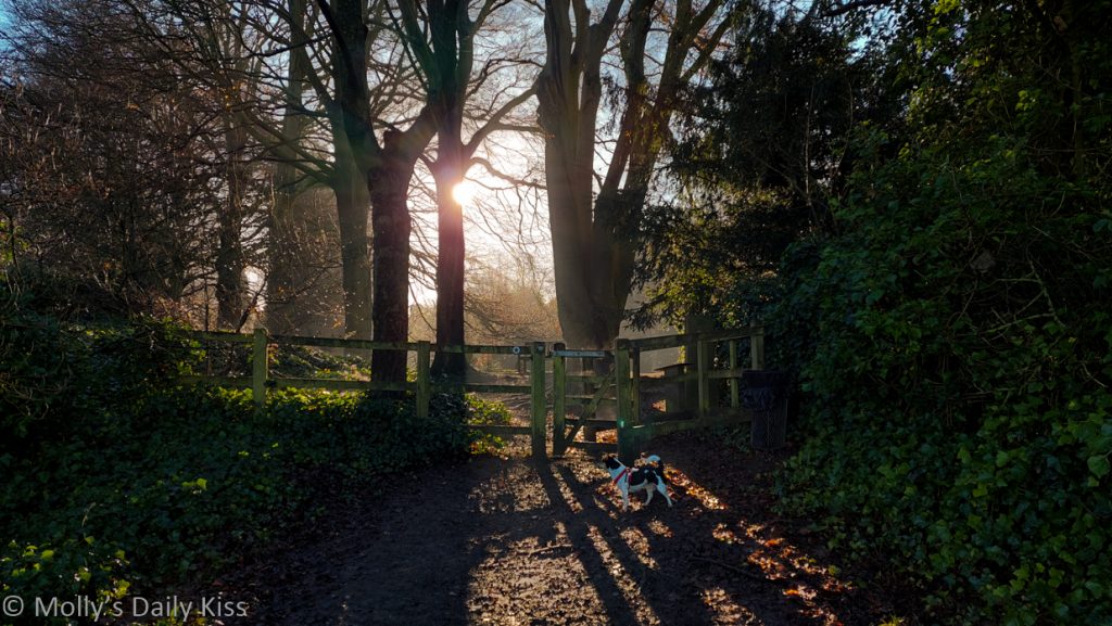 sunlight through tress when march is scarely here