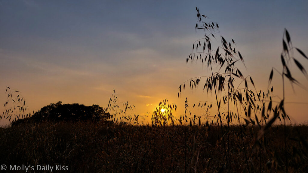 sunset through grass seed fields on day that sizzled