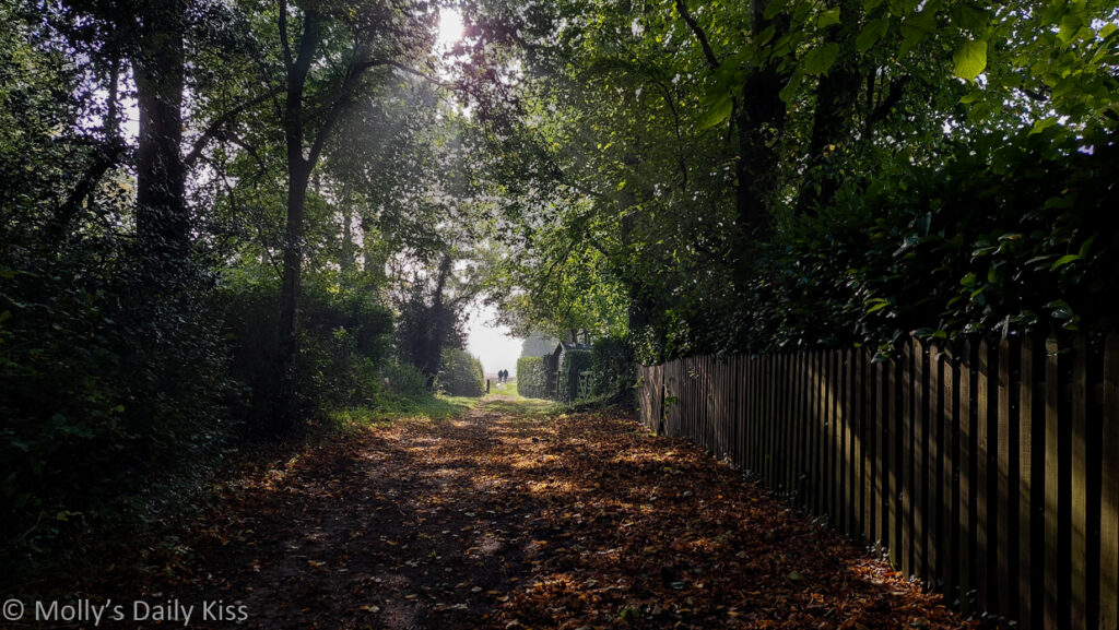 couple walking into the misty sunshie through october trees which is picture-month