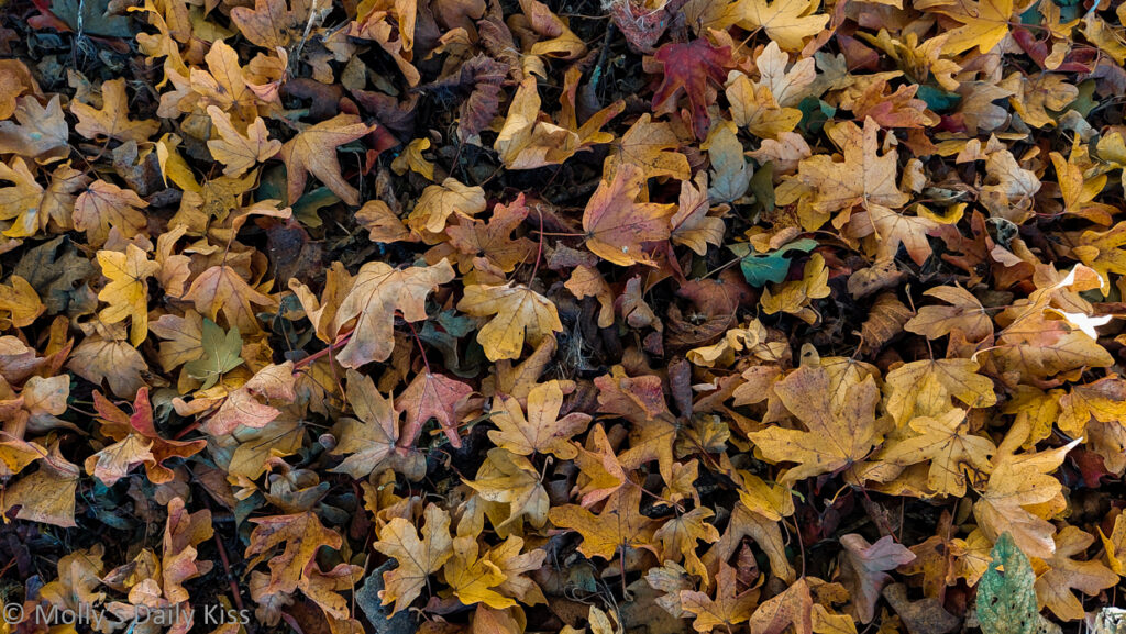 Looking down at orange brown leaves scatter on the floor