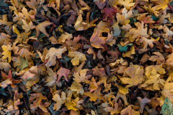 Looking down at orange brown leaves scatter on the floor