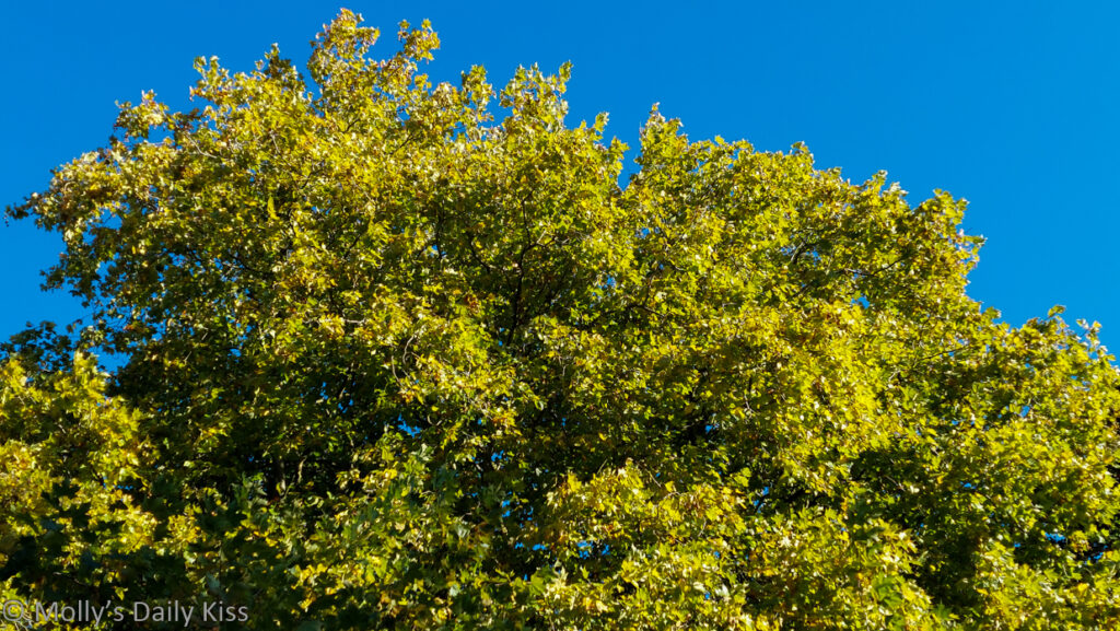 Autumn leaves on tree against bright blue is a riot of october colours