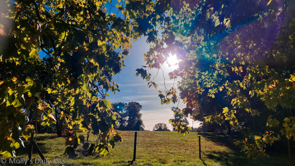 Looking through leaves on tree to love autumn sunshine is Oh lovely october