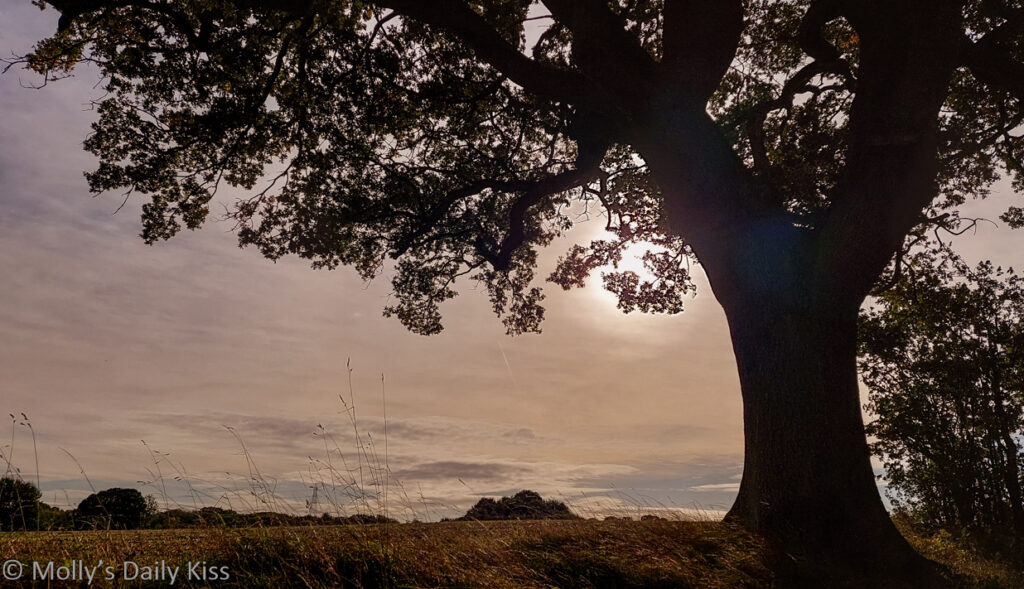 Autumn october sunset through oak tree before the storm