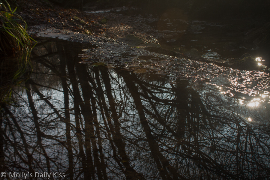 Autumn sunlight reflecting of stream with trees reflected in the water is a magic thing