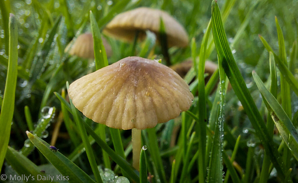macro of Mini fungi in dew drop grass