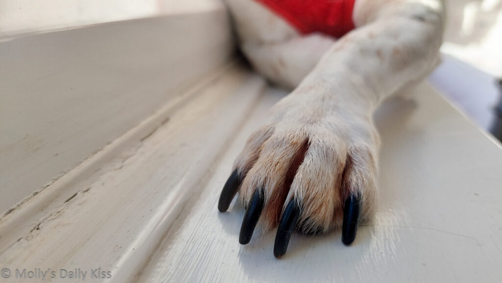 Close up of dog paw