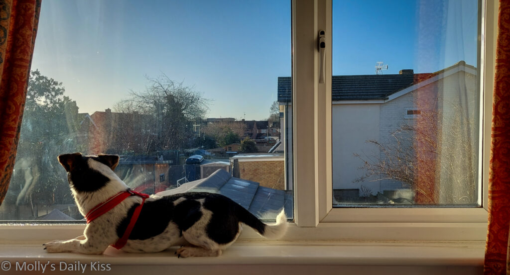 Jack Russell dog sitting looking out sunny window with his reflection