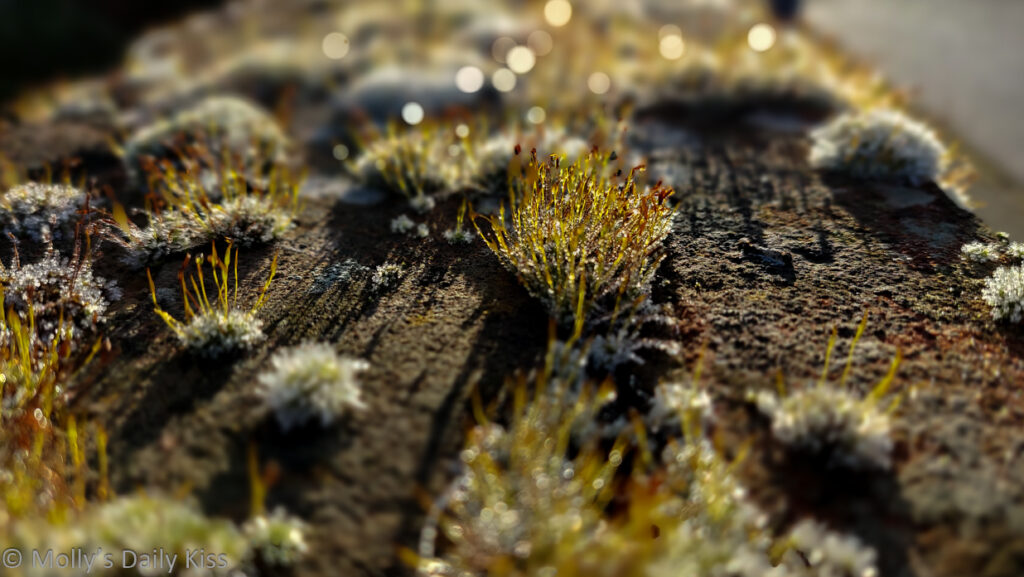 Macro shot of little clumps of moss on the top of a gate post